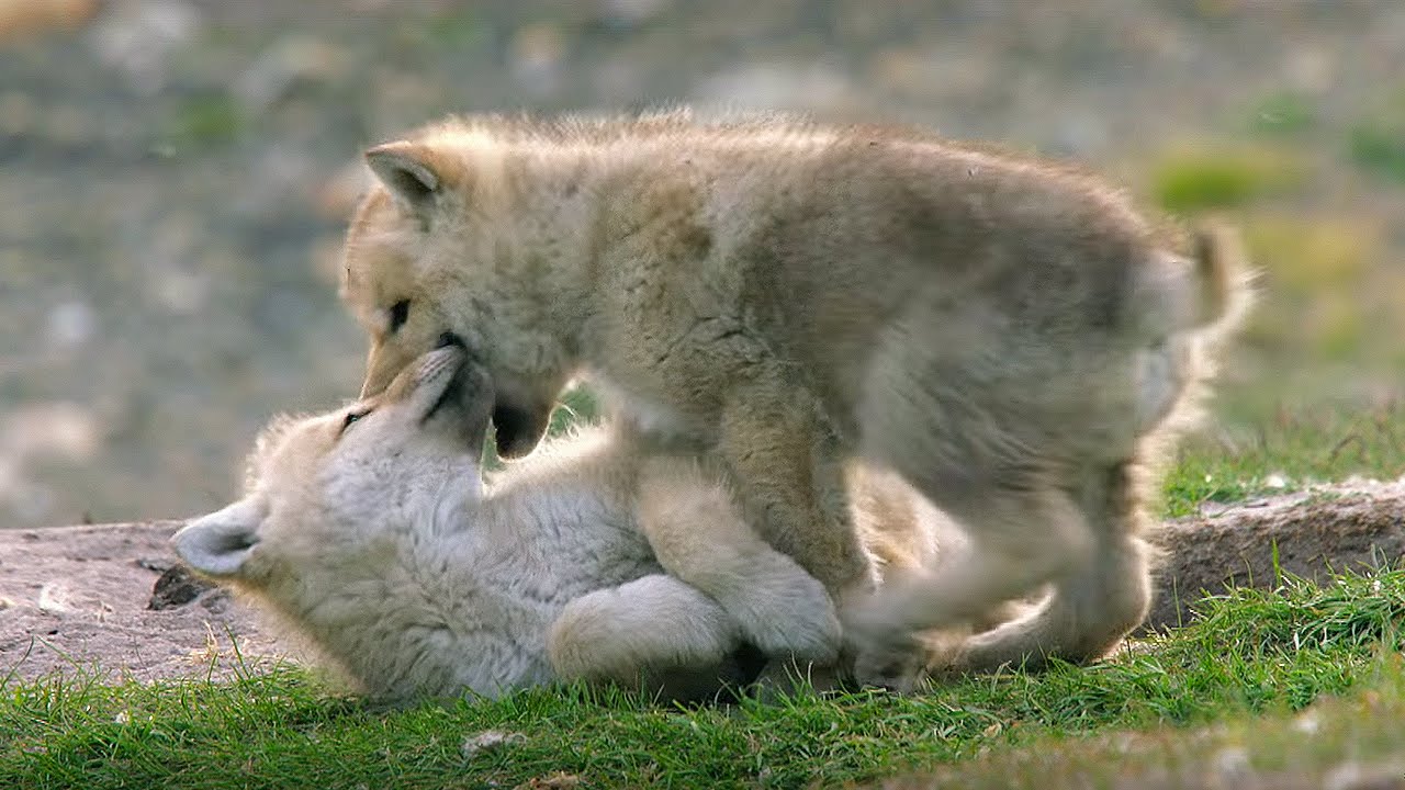 Babysitting Cute Wolf Pups Snow Wolf Family And Me BBC