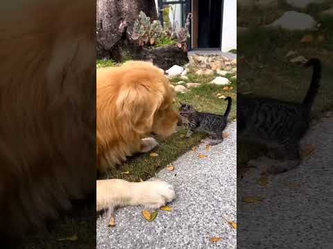 КАКОЙ ЖЕ ОН  ДОБРЫЙ ?? #fannycat #cat #funny #catshorts #pets #кошки #animals #funnycats #dogshorts