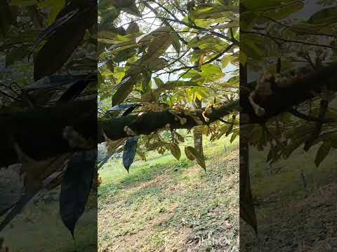 แต่งแขนงแซมดอกลดการแย่งอาหารจากท้องกิ่งช่วยให้ดอกสมบูรณ์แข็ง Ronnarit Onthong official แต่งแขนงแซมดอกลดการแย่งอาหารจากท้องกิ่งช่วยให้ดอกสมบูรณ์แข็ง