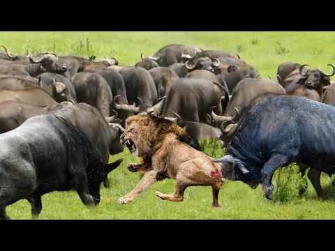 An Angry Herd of Buffalo Gored A Lion To Death As A Warning To The Rampaging Lions