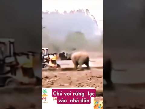 Chú  voi rừng lạc  đường #sotrs