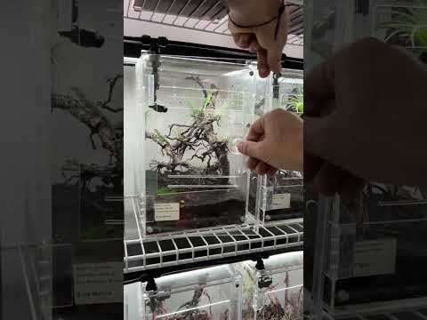 Dusting crickets and feeding some of my baby anole lizards 🦎 #HerpTime #lizard #anole #asmr #shorts