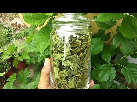 MULBERRY TEA PREPARATION AND HEALTH BENEFITS