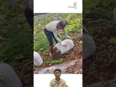 Top harvest: thu hoạch bí khổng lồ #farming #agriculture