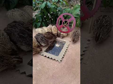 This is a net for catching birds