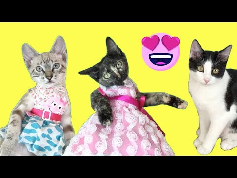 Las gatitas estrenan vestidos con mis gatos graciosos Luna y Estrella / Videos de gatitos