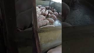 pig farm and trending viral video and powerful business and powerful business and powerful