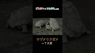 【ノーナレ動物動画】リクガメって大変だなぁって思った　Turtle mating (all males) 【到津の森公園】