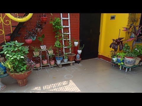 Ghar pe bapsi ke baad abhi mera terrace garden jis haal mein dikha... Terrace garden apdate... 🏡