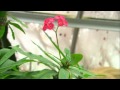 Plant Defense Mechanisms and Survival