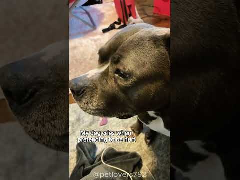 Dramatic dogs 😂 cute!!