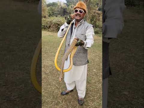 सबसे लंबा घोड़ा पछाड़ सांप#youtubeshorts #shortvideo #trending