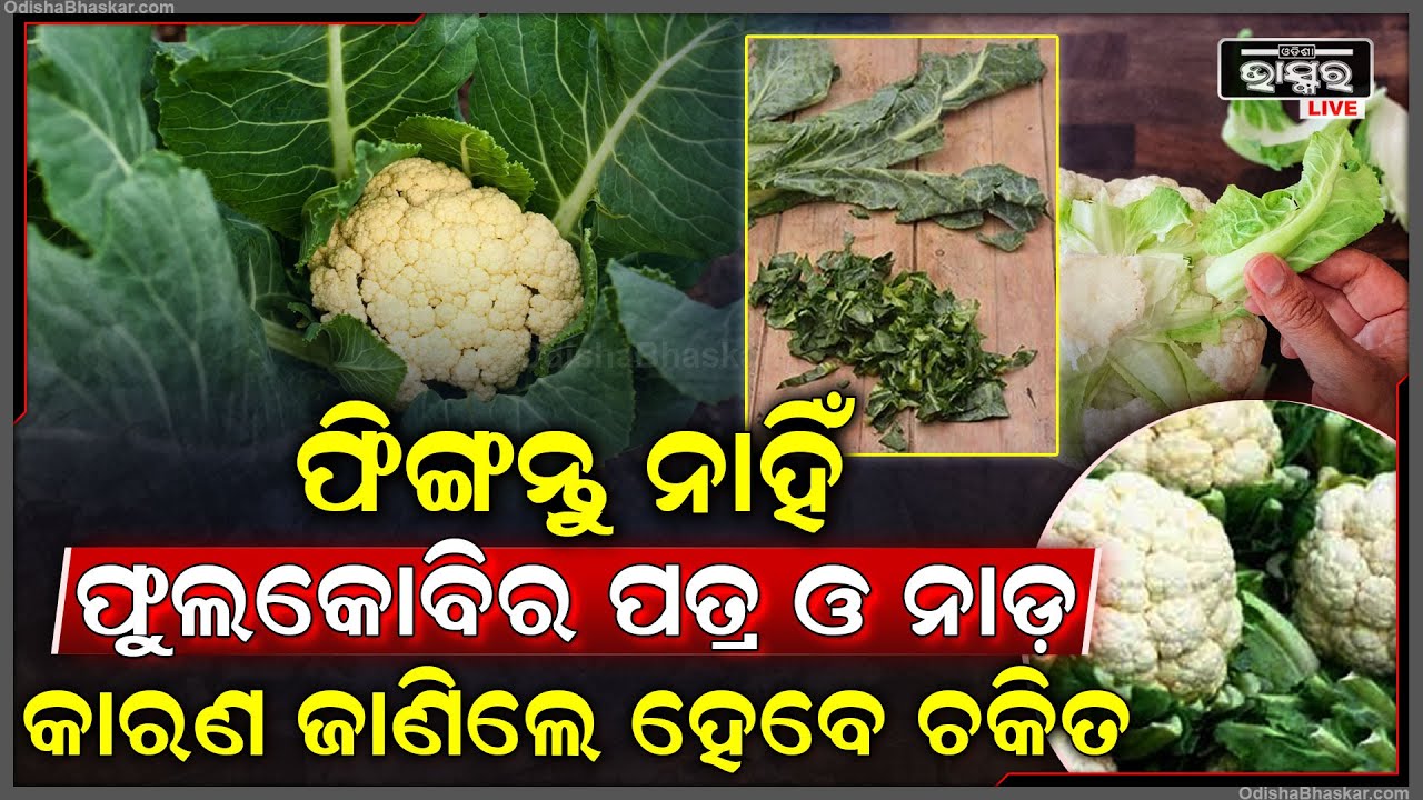 ଫୁଲକୋବିର ପତ୍ର ଓ ନାଡରେ ଭରିରହିଛି ଚମତ୍କାର ଗୁଣ... ଜାଣିଗଲେ ଖୋଜି ଖୋଜି ଆଣି ଖାଇବେ