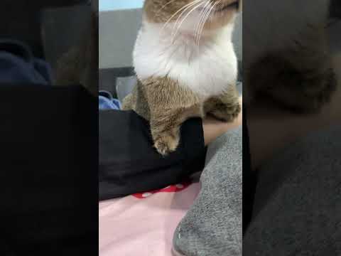 猫の動画サムネイル - small hand🐱🦖#dinocattutu #猫#cat