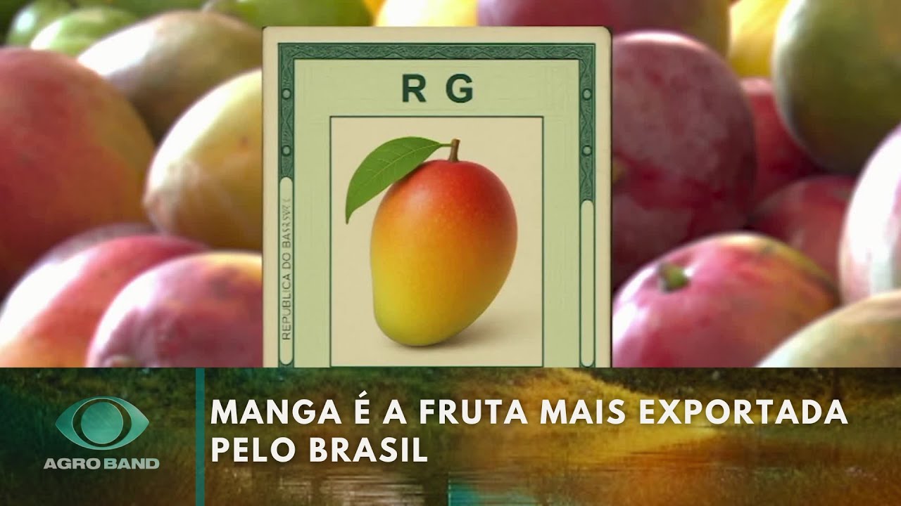 Manga é a fruta mais exportada pelo Brasil