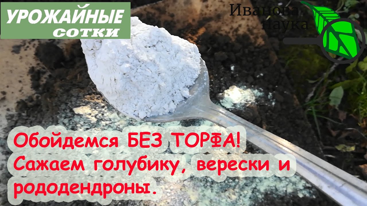 Растим гортензии и голубику без торфа! Пошаговая инструкция посадки голубики