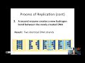Exploring DNA Replication Concepts
