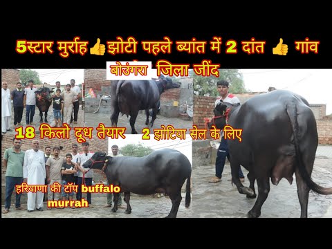 5 Star murrah 👍 buffalo 2 daant- 👉18 kg milk 2 jhoti bikri k liya गांव बोउंगरा जींद