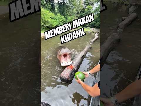 pria ini mampu berkomunikasi dengan kudanil