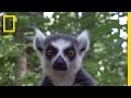 Lemur Conservation and Biology