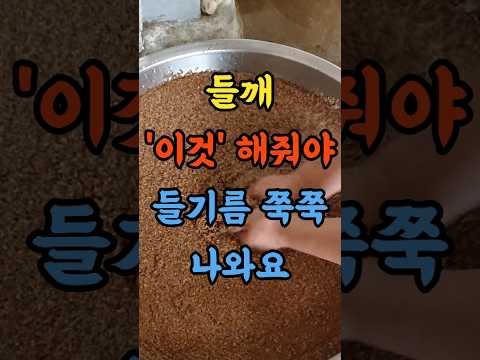 들깨 짜기 전 이것 해줘야 들기름이 <strong>쭉쭉</strong> 배로 나와요