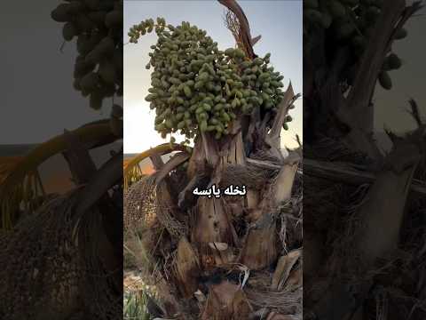 سبحان الله نخله يابسه أثمرت