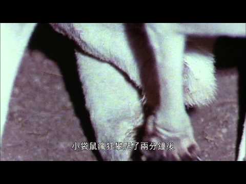 袋鼠生育 - YouTube(2分37秒)