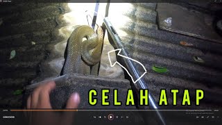 KING COBRA CELAH ATAP