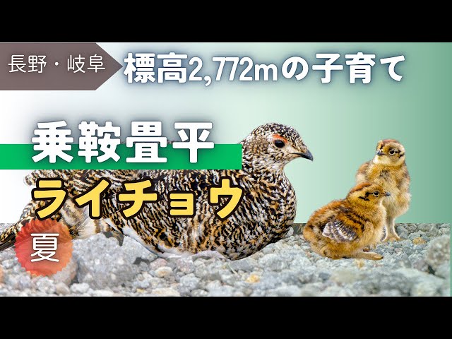 7月に3000m級の乗鞍岳へ。色々と見どころがあったのですが、ライチョウ(雷鳥)の砂遊びやヒナがあまりにも可愛かったので先にアップしました。次回はイワヒバリやカヤクグリも紹介します😊
〈目次〉
00:17 所在MAPと今回の内容ざっくり紹介
00:49 大黒岳｜数日前にライチョウがいた場所へ
01:32 ★ライチョウ｜親：草むらから登場
01:57 ★ライチョウ｜ヒナ：脚のたくましさ！
02:35 ★ライチョウ｜親：盛んに植物を食べる
03:27 ★ライチョウ｜親子：砂浴びと親子の触れ合い
05:35 ★ライチョウ｜ヒナ4羽と親
07:06 ★ライチョウ｜ヒナ4羽の可愛い食事
08:08 ★ライチョウ｜親子：奥に去っていく
09:03 大黒岳｜下山の様子
09:23 ★まとめ｜ライチョウ情報や見られる時期
10:57 次回予告

動画をご覧いただき有難うございます
チャンネル登録・高評価をしていただくと励みになります😊

〈チャンネル登録はこちら↓〉

<a rel=