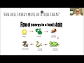 Understanding Food Chains and Producers