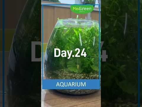 【ちいさな生態系の成長記録】MeGreen日記 Day.24 #ジェックス #MeGreen