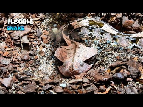 Marvelous Snake With Great Camouflage