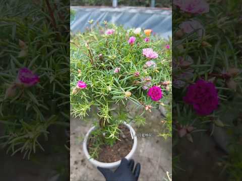 Pruning Portulaca flower so mini pots growth beautiful flower #shorts #viralvideo #plants #flowers