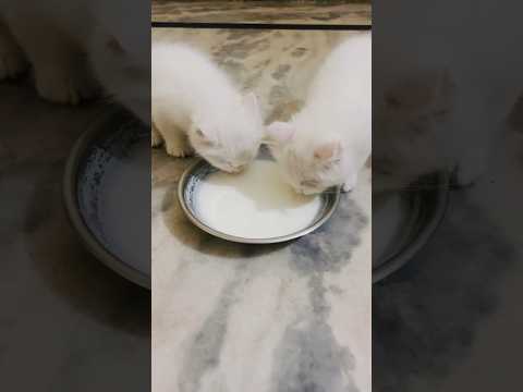 New cat videos😍#cutecat #catvideos #pets #cute #cat #catlovers #shortsfeed #shortvideo #short #live