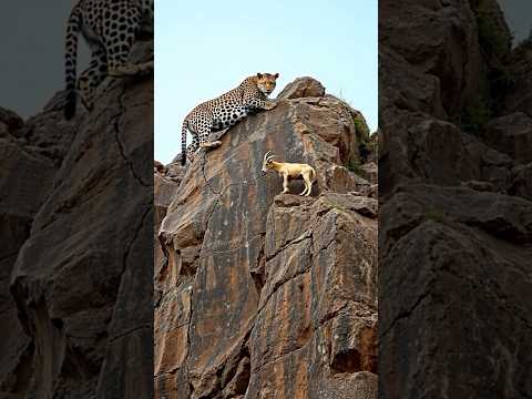 Goats lif🙏🐆🐐 #shortsvideo #leopard  #eagleAdventure #cliffsideRescue #goatclimbing #wildlife