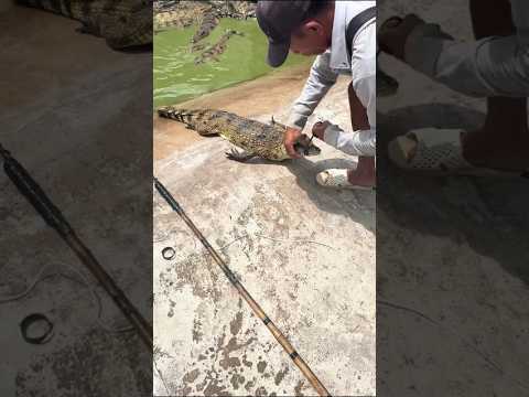 Crocodile hunting🔥 #trending #viralvideo #fyp #crocodile #hunting