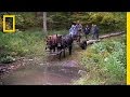 Using Horses for Environmental Tasks