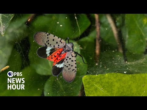 YouTube video thumbnail: East Coast Vineyards Threatened by Invasive Spotted Lanternflies