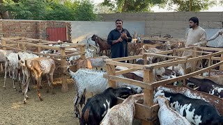 Goat 🐐 Farming Business Reality Part 2 by Chishtian Goat Farm