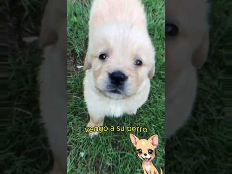 Este joven VENGO a su PERRITO de su vecino político 😱 #shorts #curiosidades #perritos