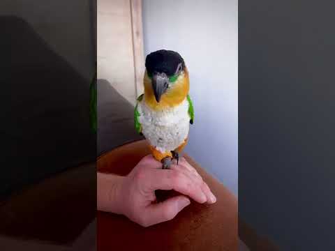 CAIQUE MENCOBA BERBICARA #2