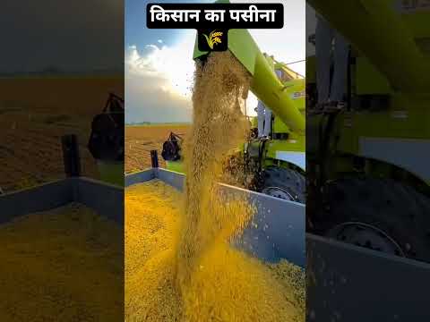 किसान का पसीना 🌾🌾🌄#youtube #shortvideo #youtube