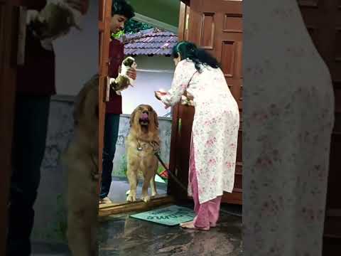 Welcoming a Shih Tzu puppy to Indian Family || Shih Tzu puppy |#doglovers #puppylife