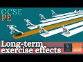 Exploring Long Term Effects of Exercise on Anatomy and Physiology