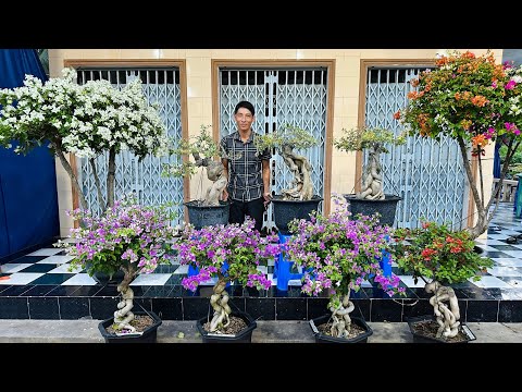 Lê Hoai 3/11 chào bán lô Hoa Giấy Cẩm Thạch bonsai 6 màu, Ngũ Sắc Thái #0776523368