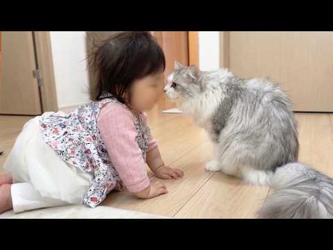 生まれて初めて猫を見る赤ちゃんと生まれて初めて赤ちゃんと出会った子猫がこうなった…w