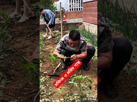 Mofiz cuts down his owner's chili tree, see what happens next