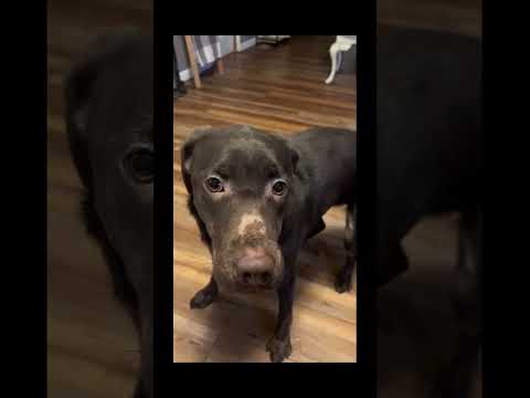 #funnydogs#cute#doglover#doglife#cure#dogshorts#pet#doglife#dogshorts#funnyanimals