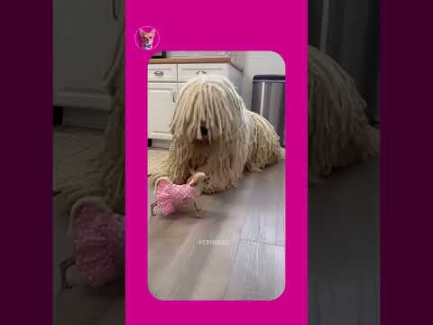 Pets Core 😂🐶 #aianimals  #pets  #funnyanimals  #rottweiler #chihuahua