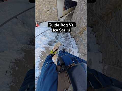 Guide Dog Vs. Icy Stairs #guidedog #dog #dogs